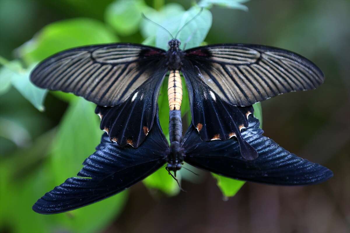 Şebi Arus için gelenler Konya’nın ünlü mekanında huzur bulacak 7